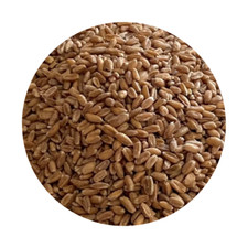 Spelt Wheat For Milling