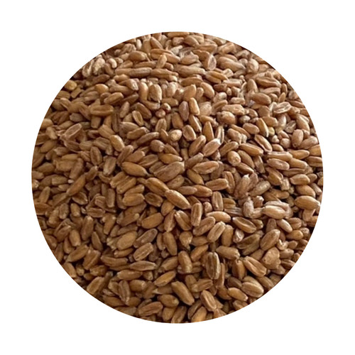 Spelt wheat for - spelt,