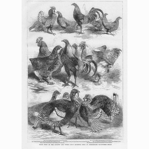Birmingham prize birds - birds, the