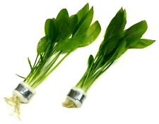 2x Amazon Sword Echinodorus Bleheri Bunches Live Aquarium Aquatic Plants