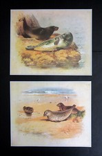 ARCHIBALD THORBURN  TWO