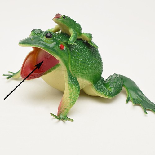 Simulation frog toy - frog,
