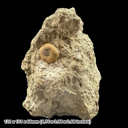 Nucleolites scutatus echinoid - nucleolites,