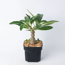 3CM Succulent Cactus Plant Pachypodium Baronii Windsorii Apocynaceae Height 25cm