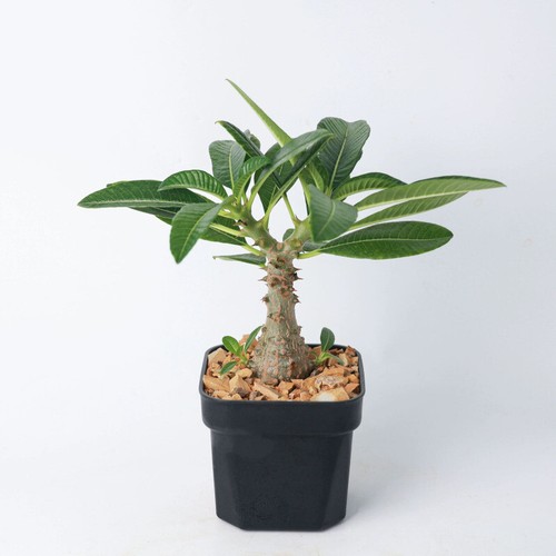 2cm succulent cactus - 2cm,