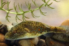 Abe's Puffer Fish 3-4 Inch