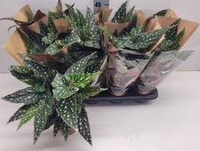 Begonia Maculata 'Polka Dot' 'Spotted'Established,Indoor / House Plant, 12cm Pot