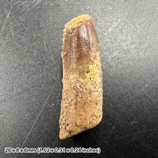 Rebbachisaurus dinosaur tooth - rebbachisaurus,