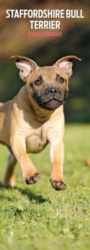 Staffordshire bull terrier - bull,