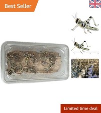 25  Live Locusts (15mm-30mm) -