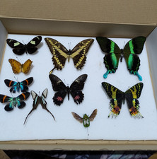 Craft Grade Butterfly and Moth