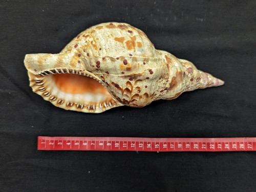 Large 25cm triton - triton's, trumpet