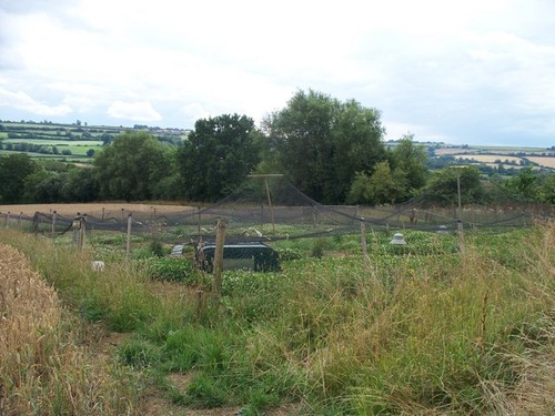 Photo pheasant rearing pen - rearing,