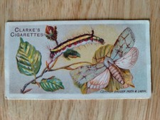 Clarke son butterflies - &, &