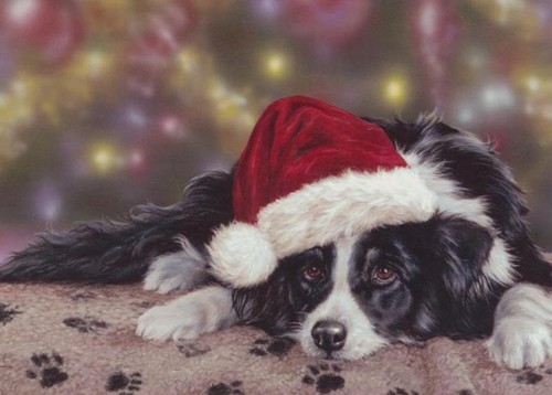 Border collie farm - farm, dog