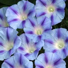 Morning glory Ipomoea tricolor Ismay 150 seeds+4"FREE PLANT LABEL 