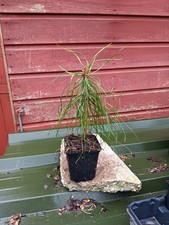 Pinus sylvestris  - Scots Pine