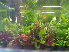 Tropical Plants in pots for Fish Tanks, Aquariums- Selection of Plants