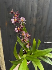 NEW Oncidium Purple And White Hybrid - IN FLOWER