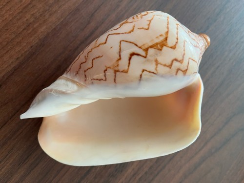 Conchiglia cymbiola nobilis - cymbiola,