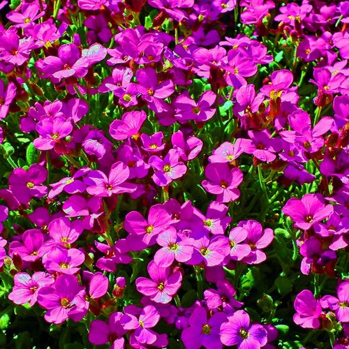 Arabis spring charm - arabis,