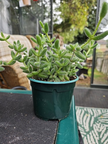Pickle plant succulent large - pickle,