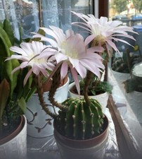 cactus echinopsis very beautiful large flowers producing healthy plant 1 lit pot