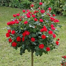 Large Red Standard Rose Tree