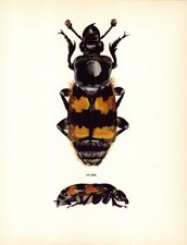 Vintage Burying Beetle Print