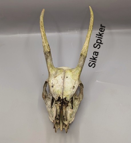 Sika deer skull - sika, skulls