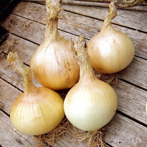 Onion globo gram 273 - 1.0, ~