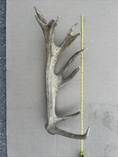 Deer Antler Naturally Shed Very Large