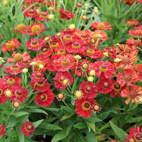 Helenium autumnale ranchera - helenium,