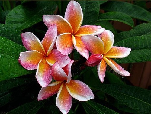 Fresh seeds frangipani - fresh,