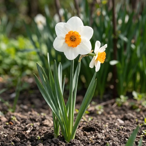 Narcissus barrett browning - 'barrett, browning'