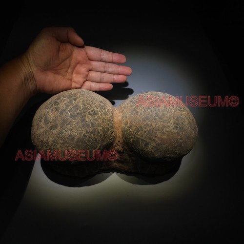 Pair dinosaur egg - pair,