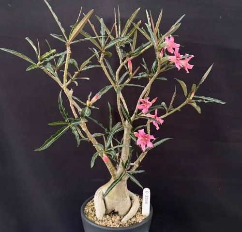 Adenium obesum djibouti - obesum, ”djibouti“
