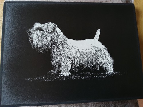 Sealyham terrier country - sealyham,