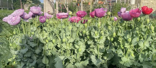 Mixed poppy red - (papaver),,