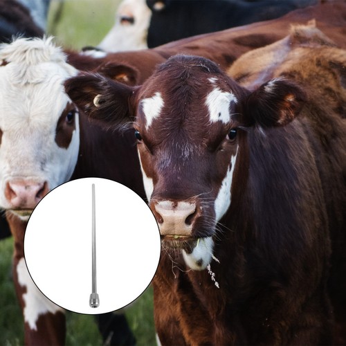 Calf milk feeder tube cow - calf,