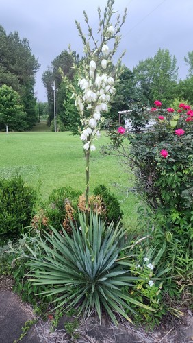 Adams needle yucca - adams, plant