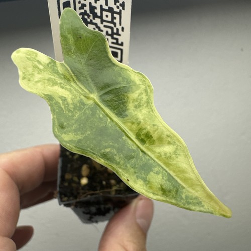 Alocasia nobilis aurea - alocasia,