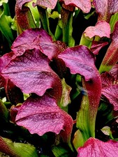 Sarracenia Willisii x Minor