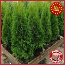 Thuja occidentalis smaragd - thuja,