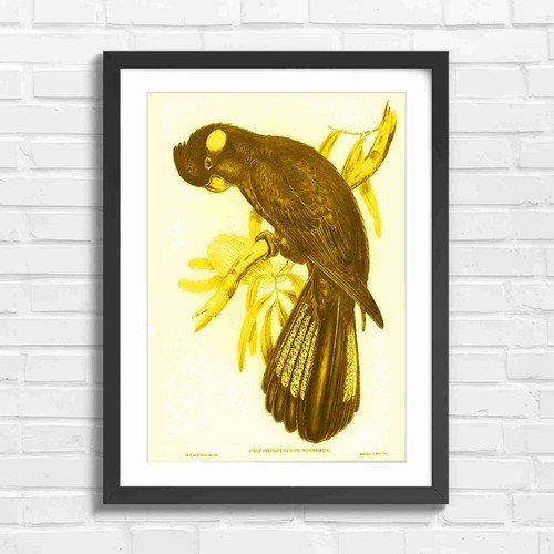 Vintage black cockatoo - cockatoo, bird