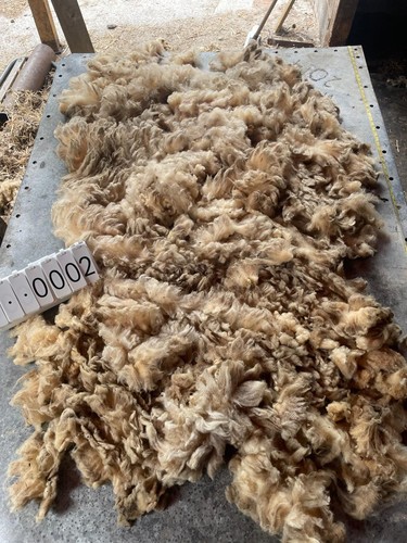 Portland raw unwashed sheep - portland,