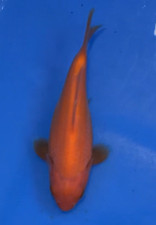 5.5 INCHES BENIGOI KOI_ LIVE