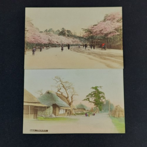 Cherry blossom hara tokaido - cherry,