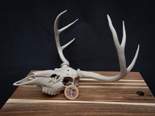 Life Size Deer Skull Replica