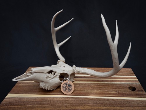 Life size deer - life, skull